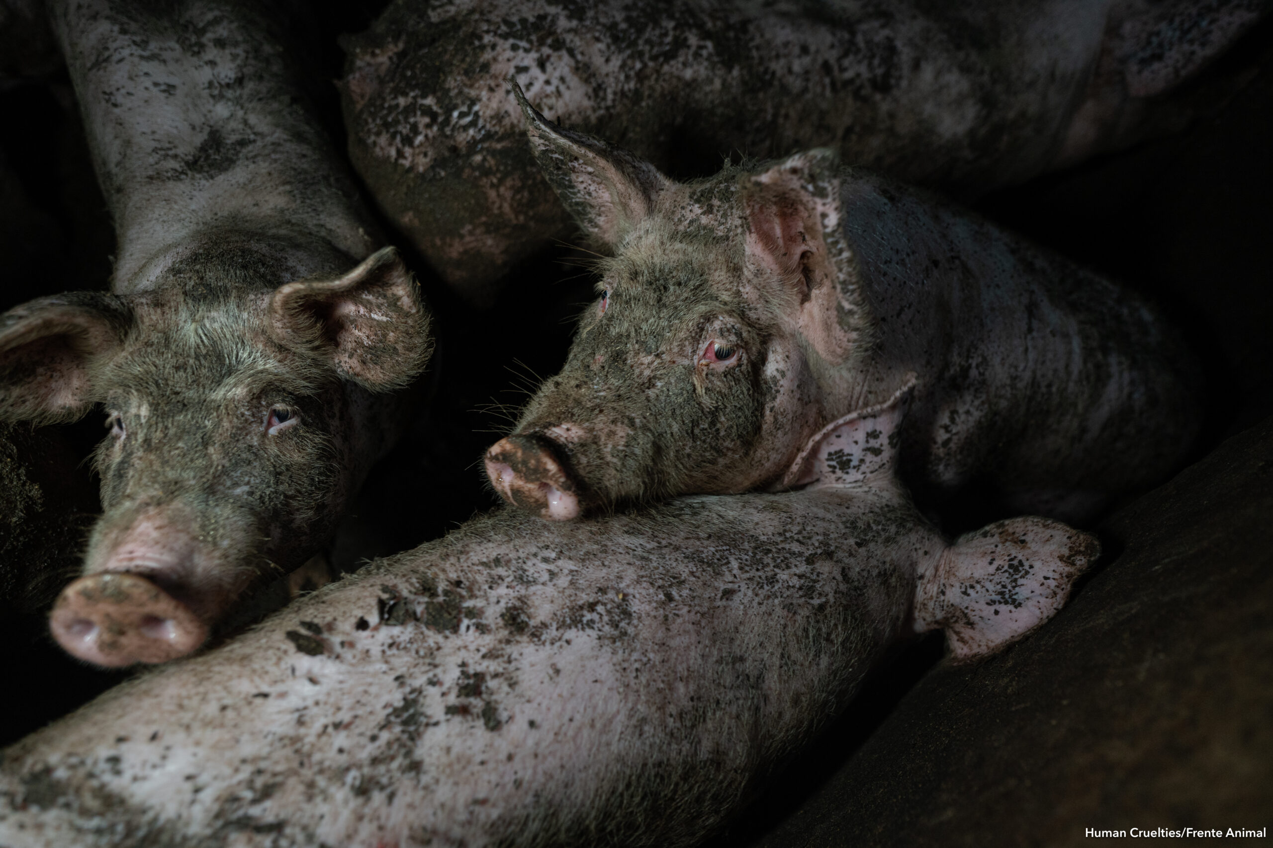 Human_Cruelties_Portugal_Pigs29