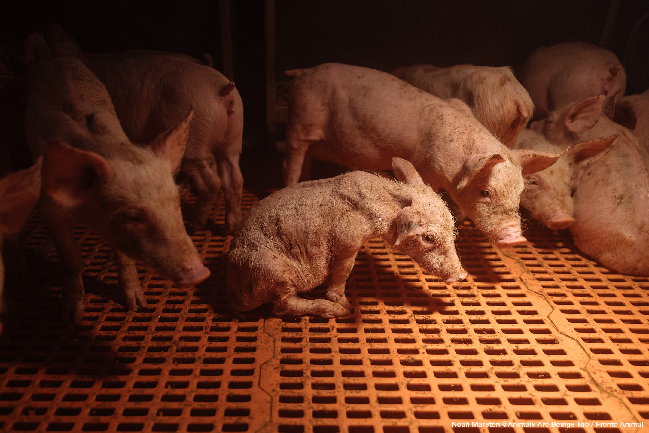 Portugal_Farm_1-5604