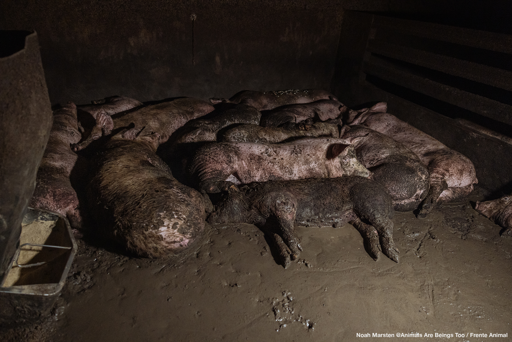 Portugal_Farm_1-5661