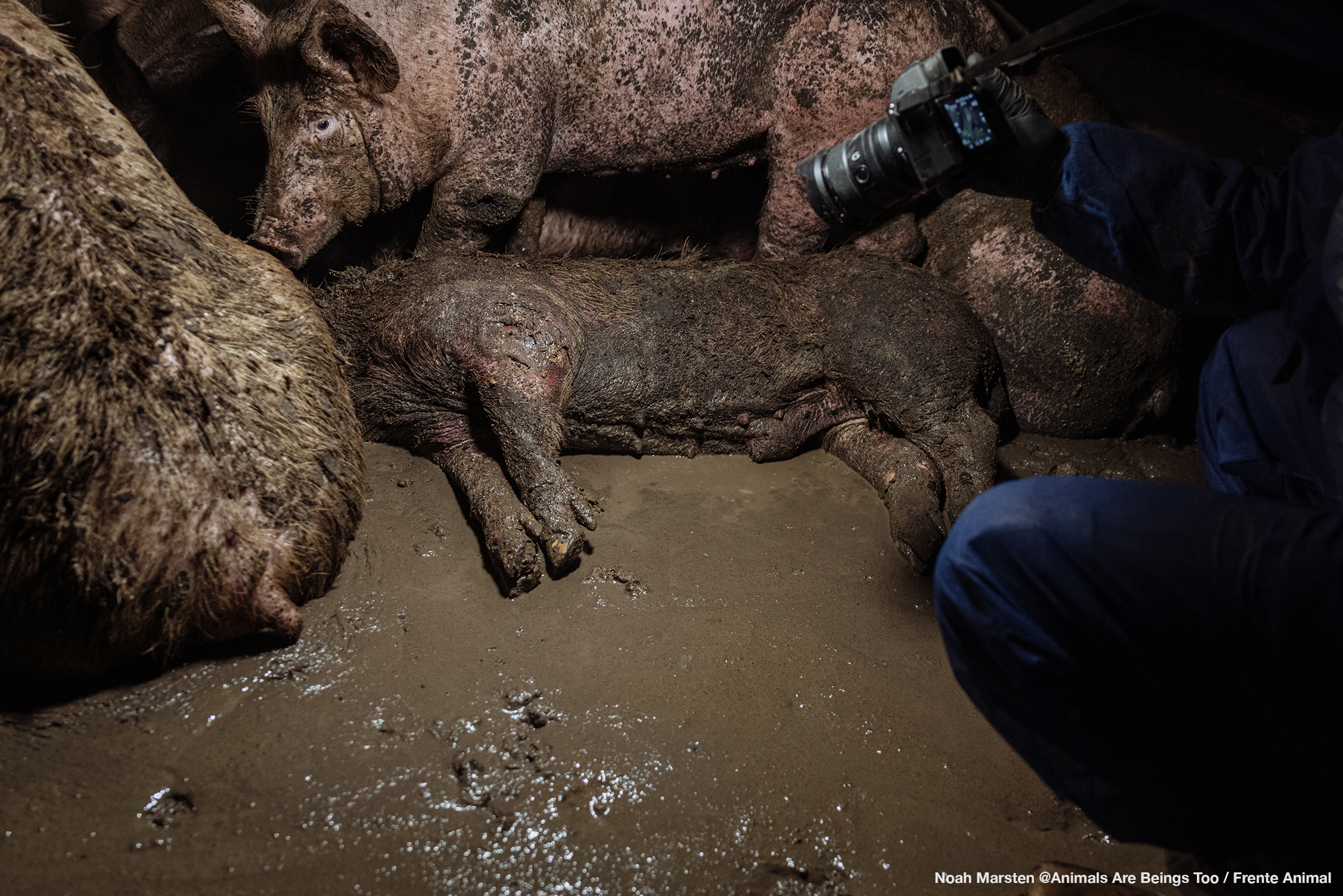 Portugal_Farm_1-5665