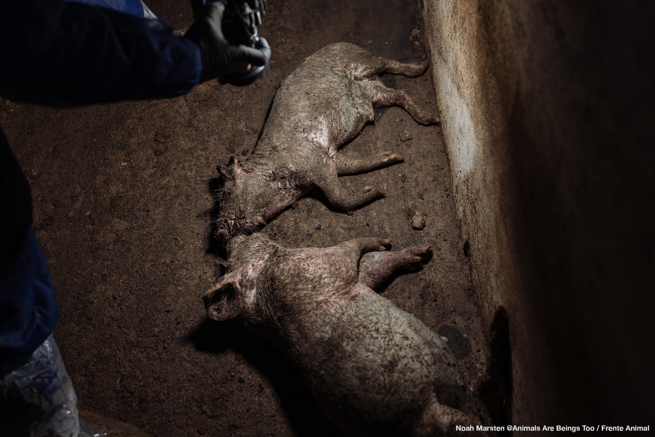 Portugal_Farm_1-5857