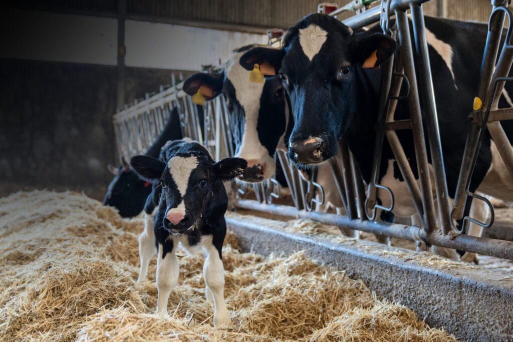 Vaca leiteira numa exploração intensiva