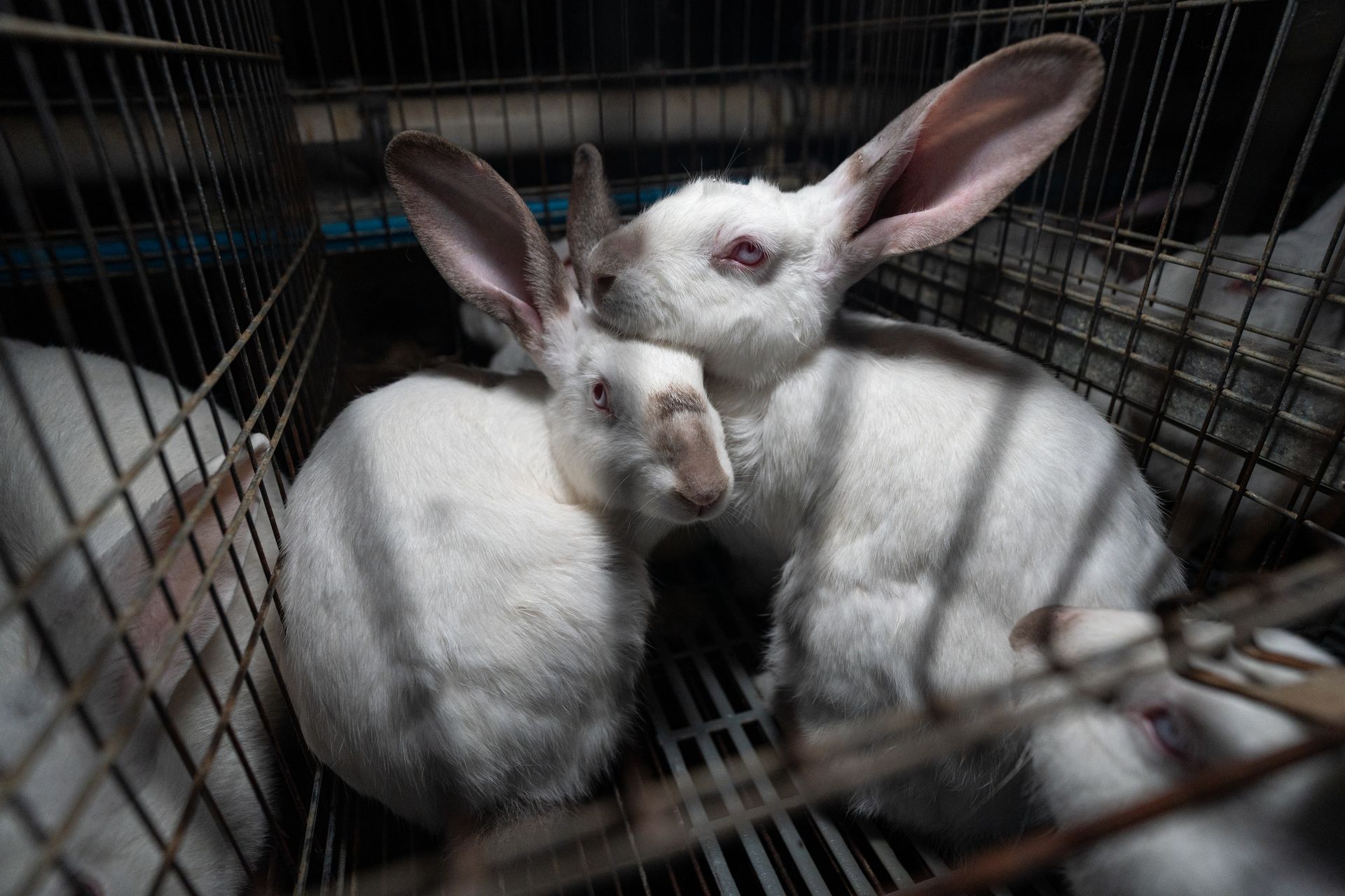 Coelhos numa gaiola de criação intensiva
