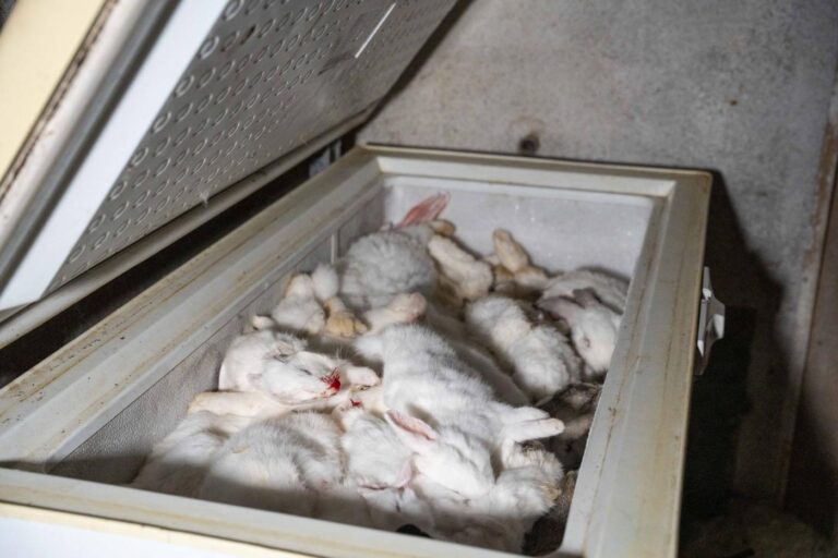 Coelhos mortos amontoados numa arca frigorífica.
