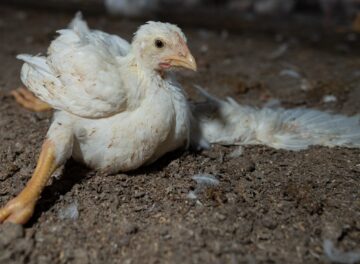 Frente Animal - Resources