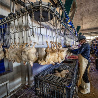 During the latter half of the 20th century, the poultry industry in Greece dramatically modernized and vertically integrated its poultry farming facilities to meet the growing demand for safely produced, inexpensive meat. As of 2021, slightly more than 1,000 broiler farms in the Epirus region produced over 42 million chickens annually. This highly mechanized slaughterhouse in the Epirus region in northwestern Greece provides slaughtering services to many surrounding chicken farmers and can process up to 10,000 birds daily. 

Upon the chickens' arrival at the slaughterhouse, teams of workers unload the trucks laden with plastic crates carrying the chickens. The workers hang the chickens upside down on a specially designed chain that carries each chicken's body throughout the entire slaughter process. After being shackled to the processing line, the chickens are dragged through electrified water in order to stun them before the workers cut their throats with sharp knives, letting them bleed out. Next, their bodies are soaked in hot water, and then their feathers are removed from their bodies by machines.

Cleaning out the internal organs and the butchering of each animal's body are fully automated. The production chain carries the chicken from machine to machine, and the workers are present to correct small errors, such as removing intestines or other internal organs that the machine accidentally missed. After cleaning, washing, and sterilizing the dead chickens, their bodies arrive in the room where they are selected according to weight, trimmed, and packaged. Then everything is packed in larger cardboard boxes, loaded onto refrigerated trucks by forklift, and sent to supermarkets.
