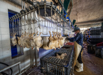 During the latter half of the 20th century, the poultry industry in Greece dramatically modernized and vertically integrated its poultry farming facilities to meet the growing demand for safely produced, inexpensive meat. As of 2021, slightly more than 1,000 broiler farms in the Epirus region produced over 42 million chickens annually. This highly mechanized slaughterhouse in the Epirus region in northwestern Greece provides slaughtering services to many surrounding chicken farmers and can process up to 10,000 birds daily. 

Upon the chickens' arrival at the slaughterhouse, teams of workers unload the trucks laden with plastic crates carrying the chickens. The workers hang the chickens upside down on a specially designed chain that carries each chicken's body throughout the entire slaughter process. After being shackled to the processing line, the chickens are dragged through electrified water in order to stun them before the workers cut their throats with sharp knives, letting them bleed out. Next, their bodies are soaked in hot water, and then their feathers are removed from their bodies by machines.

Cleaning out the internal organs and the butchering of each animal's body are fully automated. The production chain carries the chicken from machine to machine, and the workers are present to correct small errors, such as removing intestines or other internal organs that the machine accidentally missed. After cleaning, washing, and sterilizing the dead chickens, their bodies arrive in the room where they are selected according to weight, trimmed, and packaged. Then everything is packed in larger cardboard boxes, loaded onto refrigerated trucks by forklift, and sent to supermarkets.