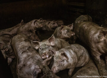 Portugal_Farm_1-5253