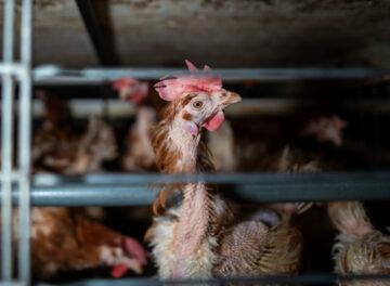 Frente Animal - Slide Home - Olhar Sofrimento2